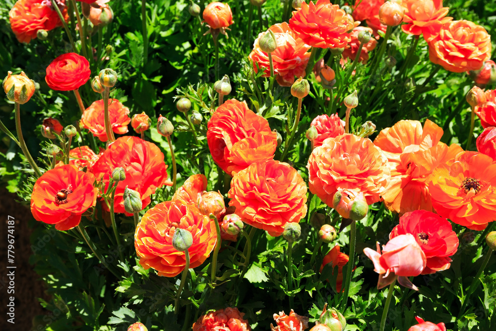 The orange buttercups-ranunkulus The orange buttercups-ranunkulus
