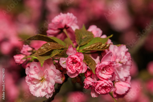Beautiful cherry blossoms in delicate pink colors. Charming springtime moments