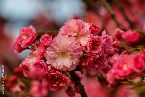 Beautiful cherry blossoms in delicate pink colors. Charming springtime moments