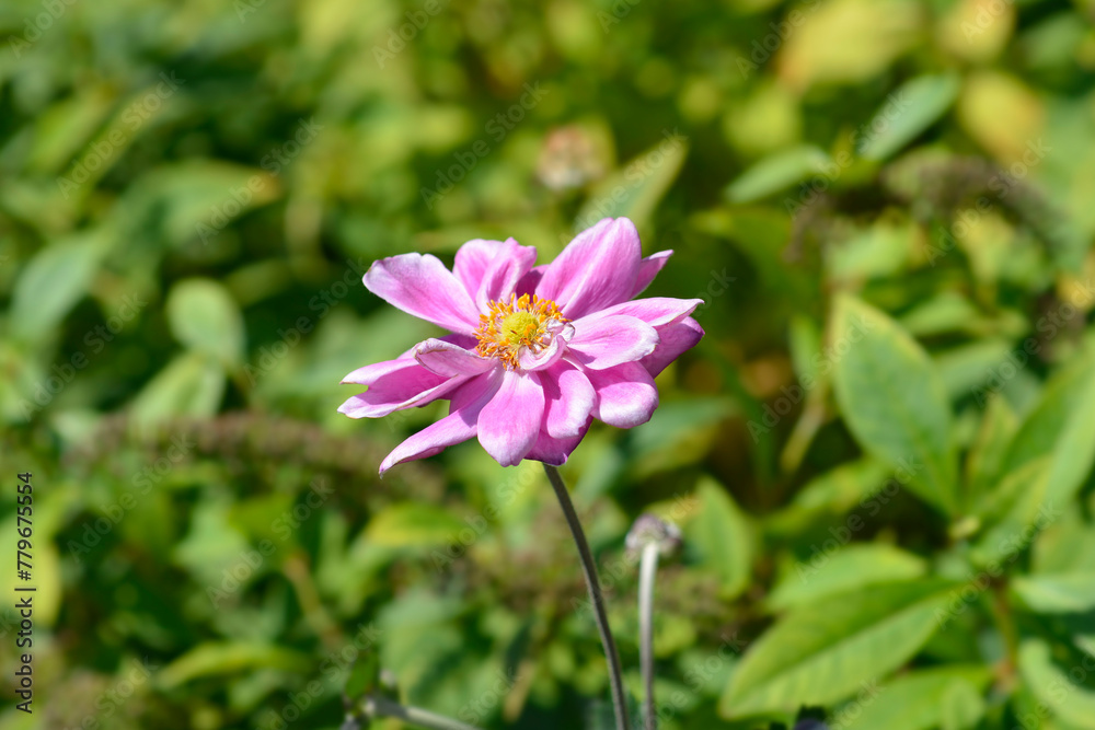 Japanese anemone Queen Charlotte flower