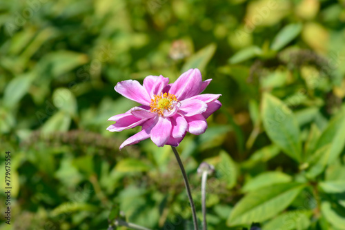 Japanese anemone Queen Charlotte flower © nahhan