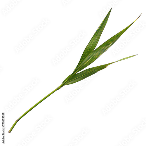 twig of rosemary transparent background png isolated on white background