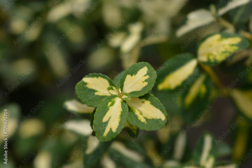 Wintercreeper Blondy leaves Wintercreeper Blondy leaves