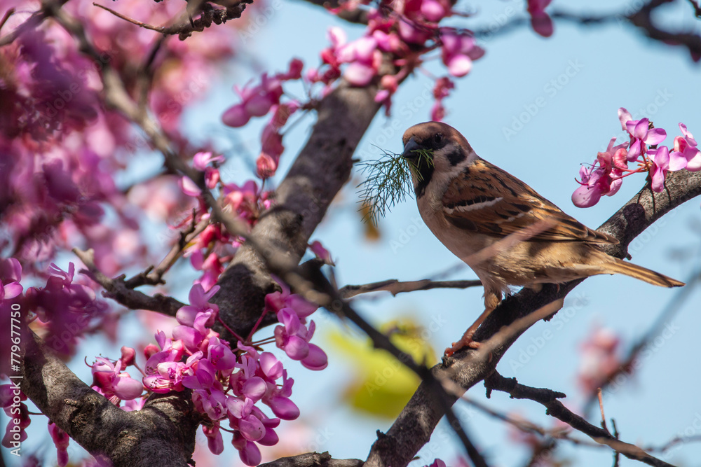 Tree sparrow with nest material in its beak. Spring time in Greece. Tree sparrow on a tree wiyh pink flowers. Passer montanus.