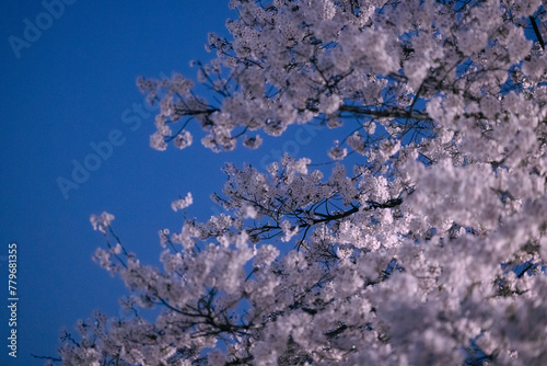 cherry blossom in spring