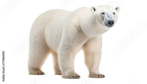 polar bear cub isolated on transparent background cutout