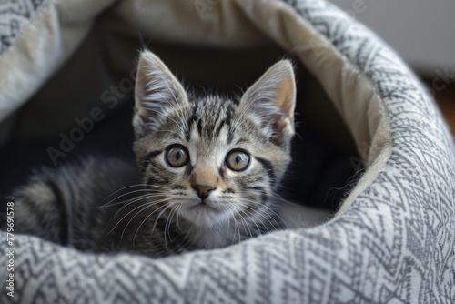Adorable tabby kitty peeking from cozy bed