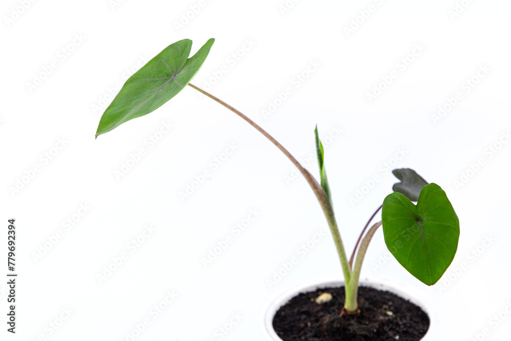 young colocasia black magic plant in a small pot. isolated on white background young colocasia black magic plant in a small pot. isolated on white background
