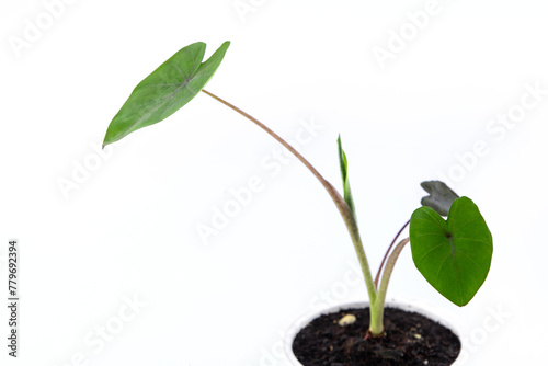 young colocasia black magic plant in a small pot. isolated on white background
