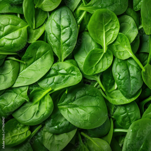 Green Symphony: A Showcase of Fresh Baby Spinach Leaves