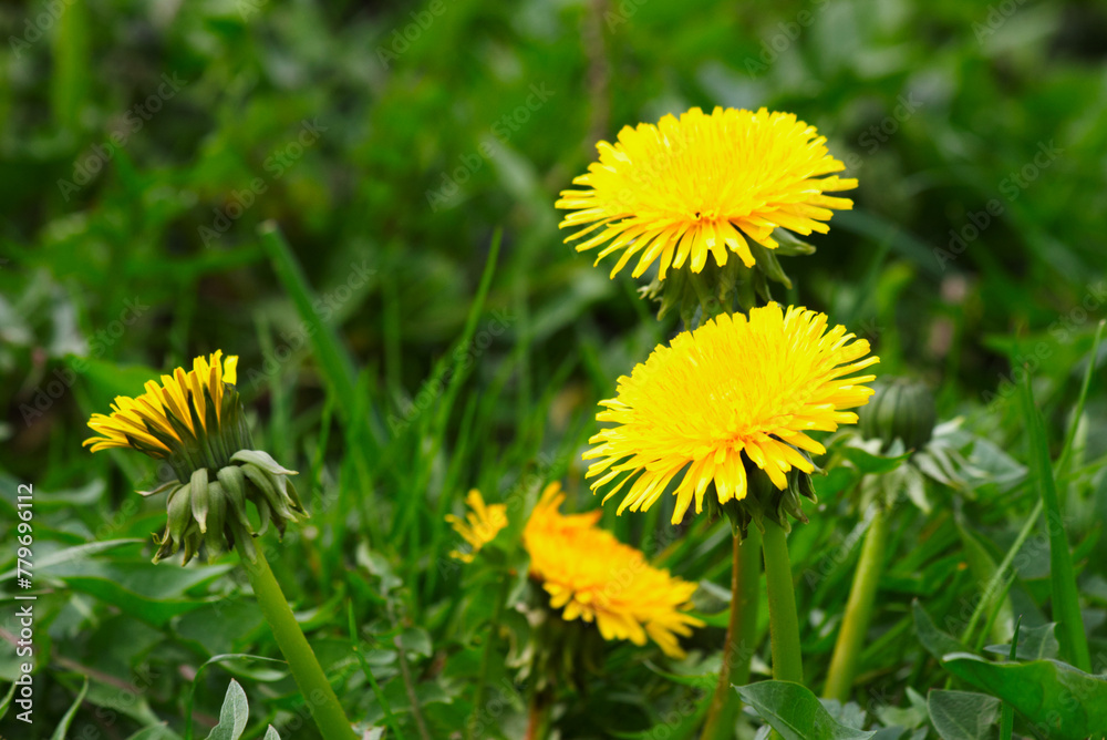 Bright yellow dandelions on green grass close-up. Bright yellow dandelions on green grass close-up.