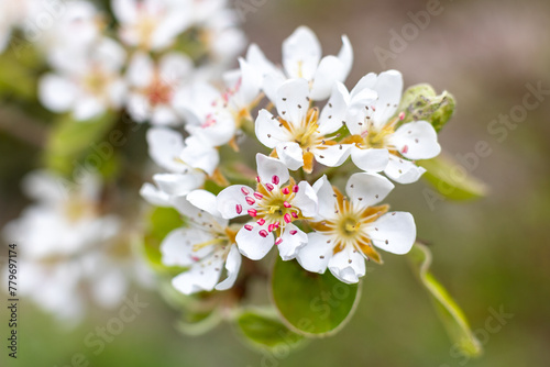 Dichtbij opname van de witte bloesem van de perenboom, door de geringe scherptediepte ontstaat een bijzondere sfeer