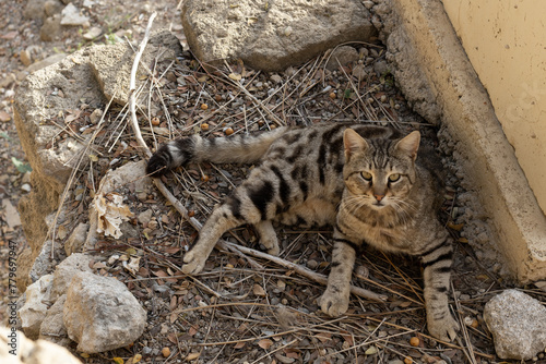 Tabby Cat Resting Amongst Rocks and Twigs