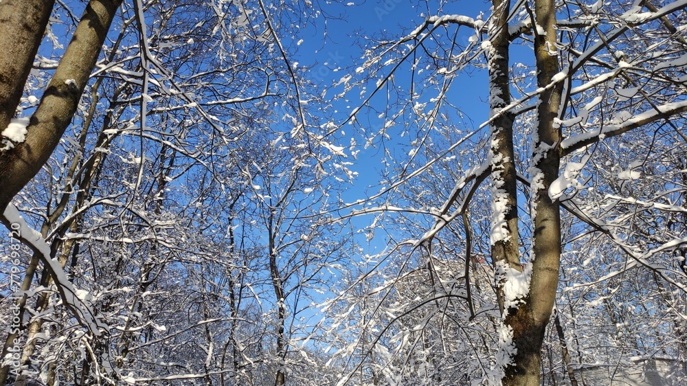 Obraz premium trees in snow