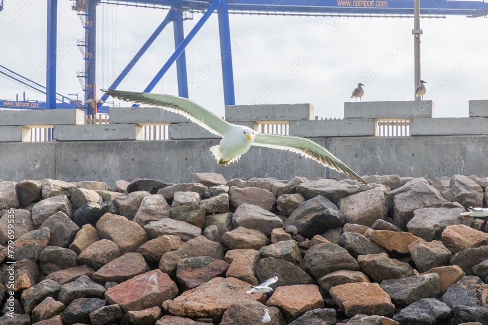 Fototapeta premium Image of a seagull in flight with harbor cranes in the background