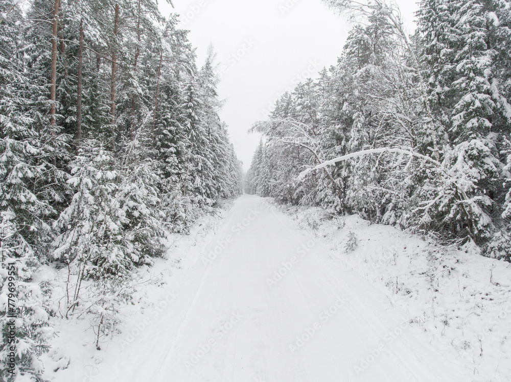 Pine Tree Forest in Winter in Lithuania. Drone Point of View. Road in the Middle of the Frame Pine Tree Forest in Winter in Lithuania. Drone Point of View. Road in the Middle of the Frame