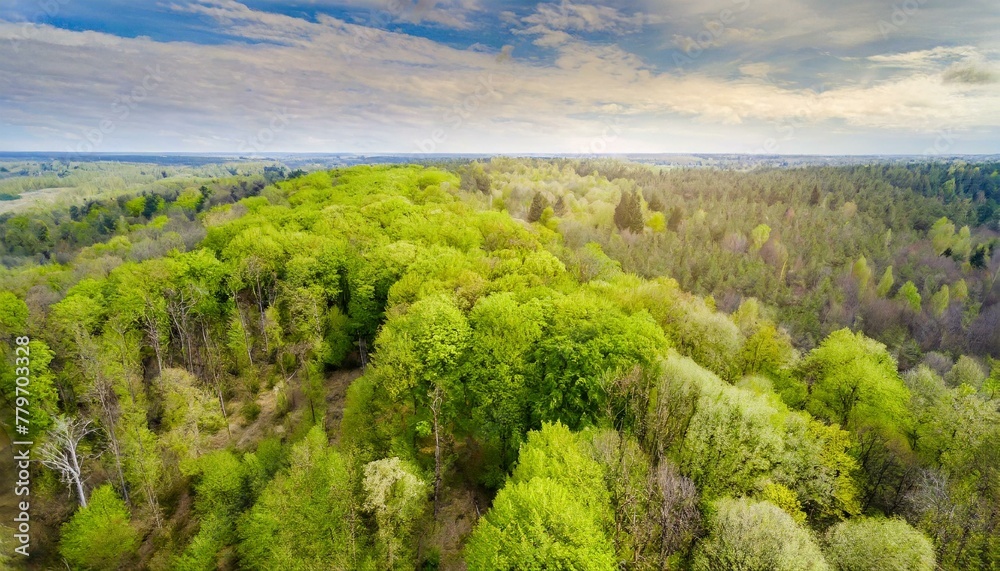 Aerial Oasis: Bird's Eye View of Vibrant Forest in Springtime