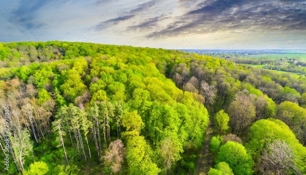 Sylvan Splendor: Aerial View of Verdant Forest on a Spring Day