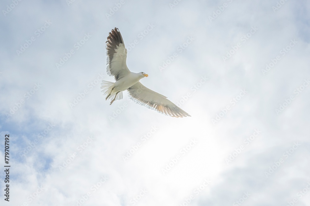 Image of a seagull in flight against a blue sky Image of a seagull in flight against a blue sky