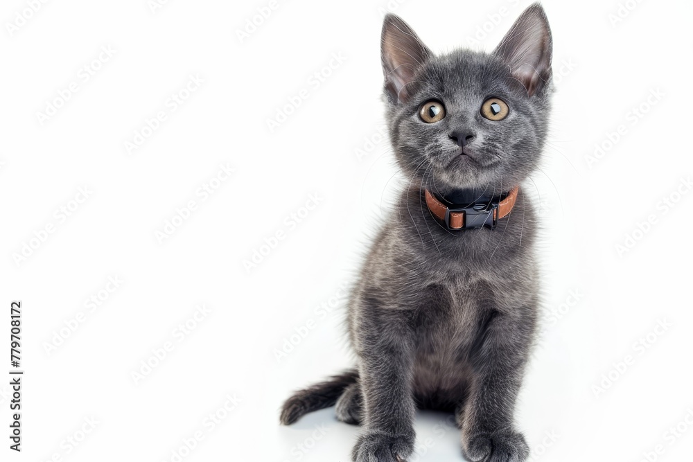 Russian blue kitten in a white collar