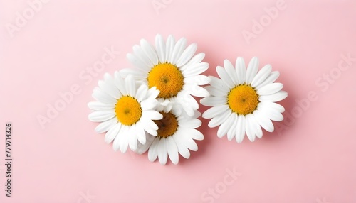 Minimal styled concept. White daisy chamomile flowers on pale pink background. Creative lifestyle  summer  spring concept. Copy space  flat lay  top view.