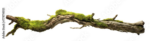 Moss-covered tree branch cut out
