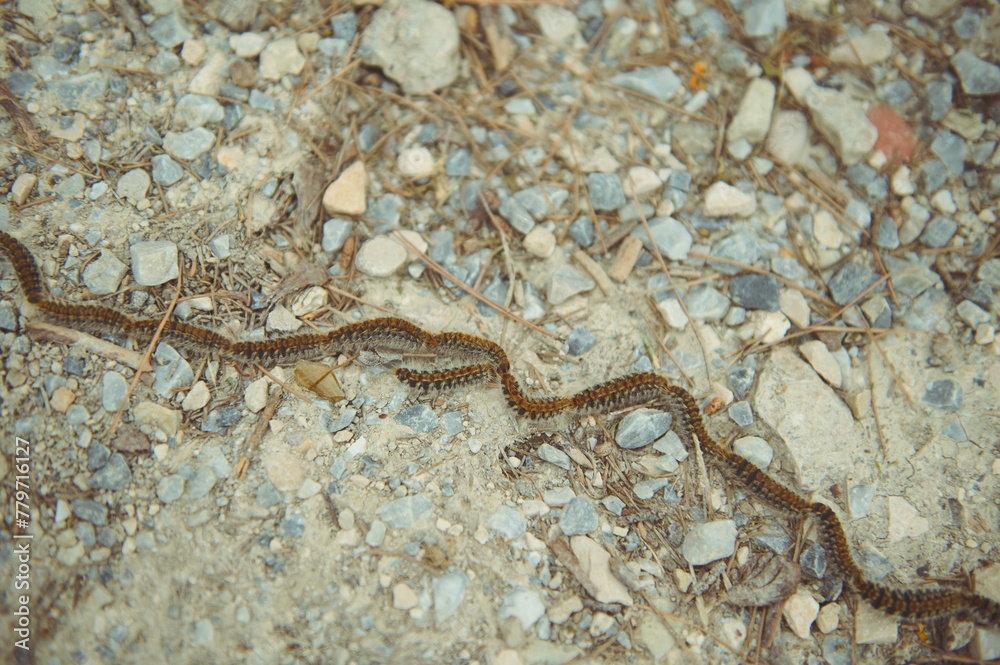 Fototapeta premium Caterpillar train slowly moving in the nature outdoors. Insects in the nature. Top view