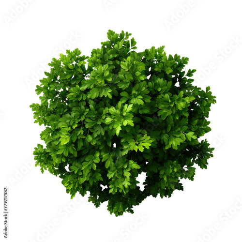 Bush with green leaves cut out