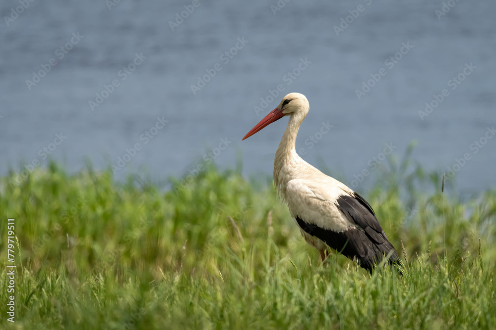 Obraz premium Storks in spring