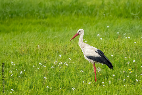 Storks in spring
