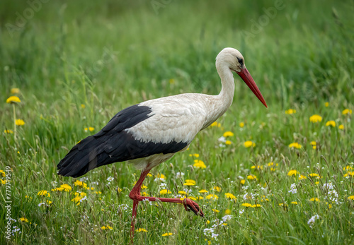 Storks in spring
