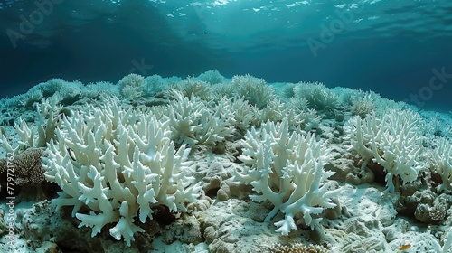 Amidst the destruction of coral bleaching, vibrant coral reefs emerge, urging action for marine conservation.
