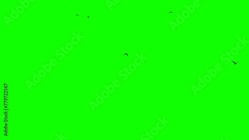 Green screen. Close-up. Several black crows fly from the left to the right