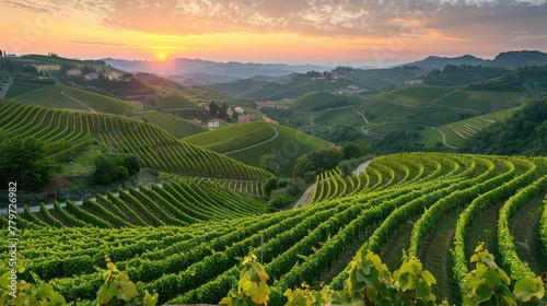Picturesque Vineyards in the Serene Countryside Landscape with Dramatic Sunset Scenery
