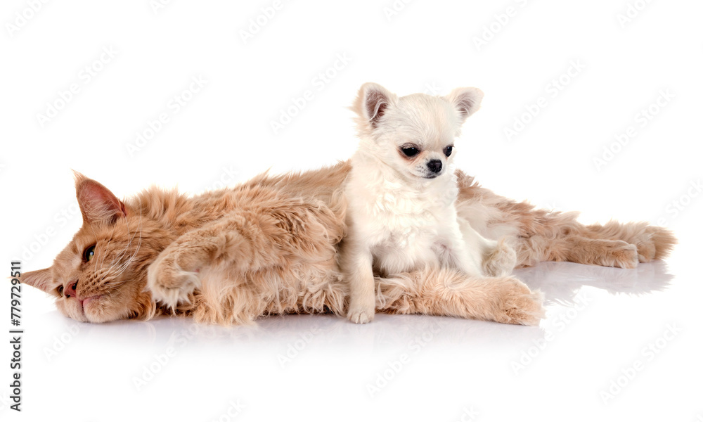 maine coon cat and chihuahua maine coon cat and chihuahua