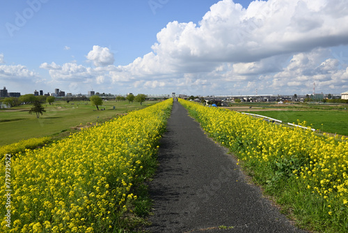 江戸川堤（千葉県松戸市矢切付近）