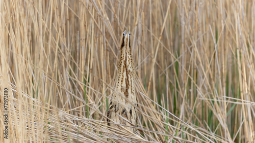 Eurasian Bittern (Botaurus stellaris) in a Reed Bed