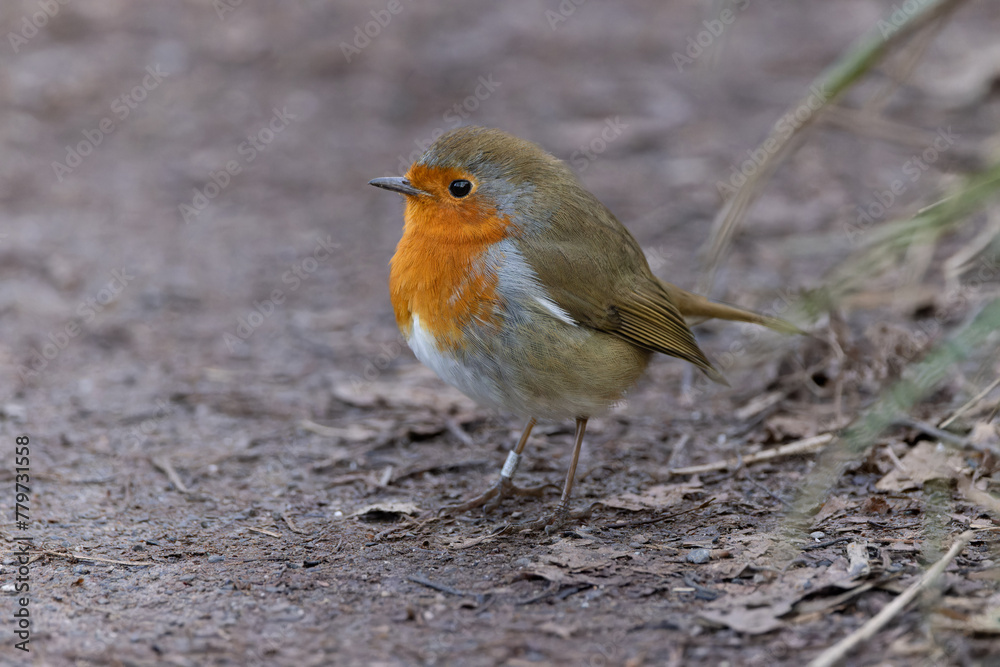 European Robin (Erithacus rubecula) European Robin (Erithacus rubecula)