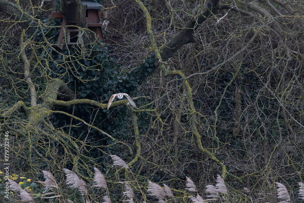 Barn Owl (Tyto alba) Flying at Dawn Barn Owl (Tyto alba) Flying at Dawn