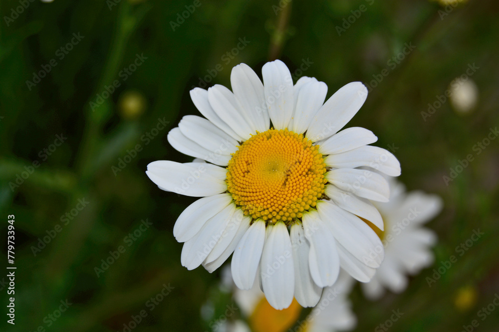 Fototapeta premium Closeup of a Daisy flower in Yorkshire