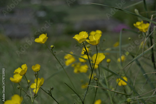 Yellow Buttercup flowers on the moors in Yorkshire