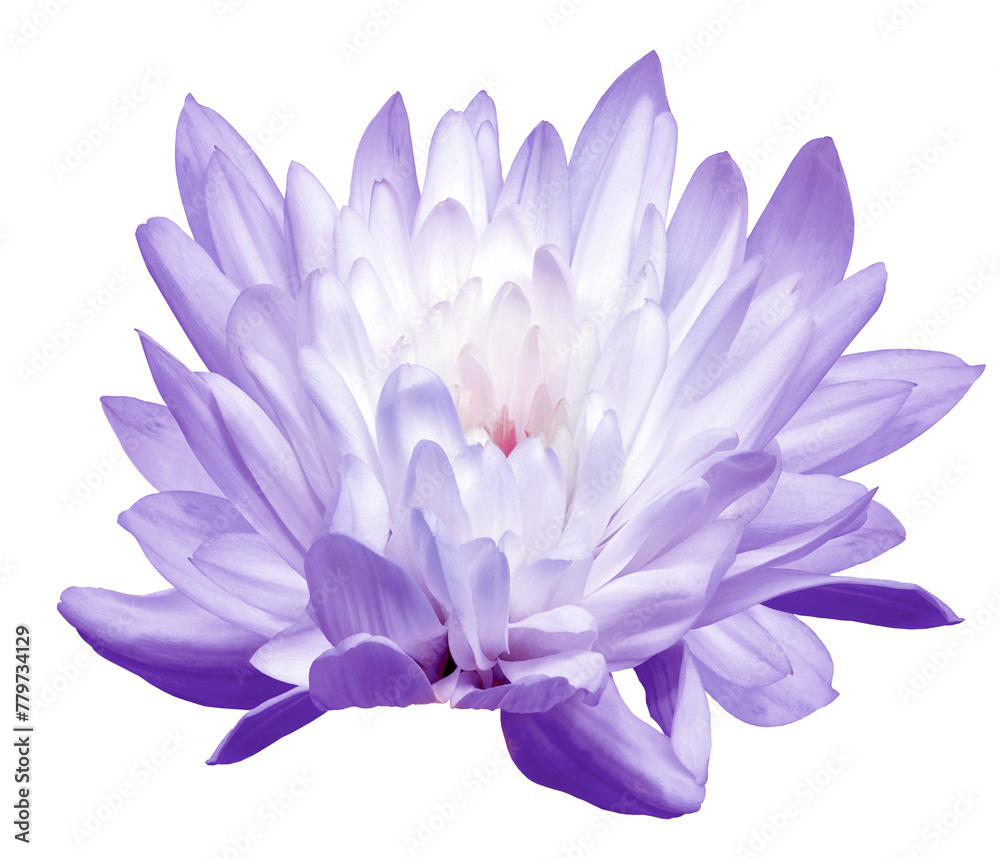 Obraz premium White chrysanthemum flower on isolated background with clipping path. Closeup. Flower on a green stem. Transparent background. Nature.