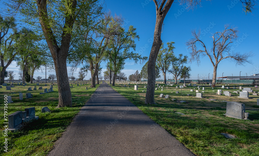 Tree lined road leading into a cemetery at Hobbs, New Mexico, United States