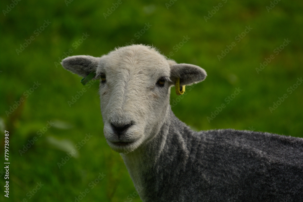 Cute photogenic sheep in Great Langdale, Cumbria, UK.