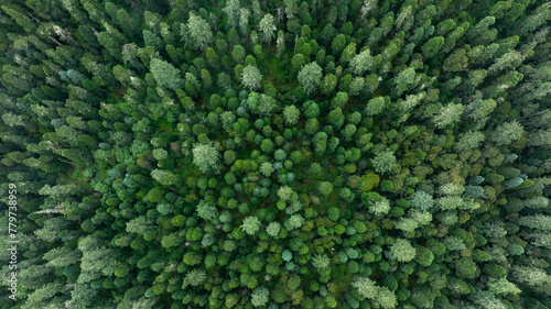 Aerial view of beautiful forest mountain landscape © lzf