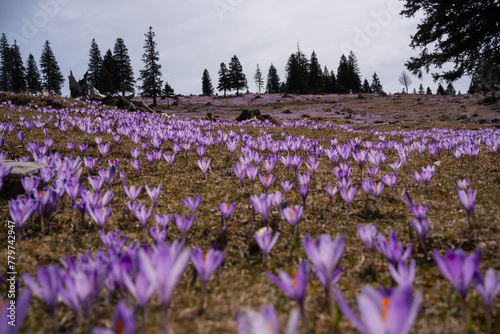 Velika Planina, Slovenia. Saffron glowering season in the meadows. Shepherd’s village, trip to the Slovenian Alps