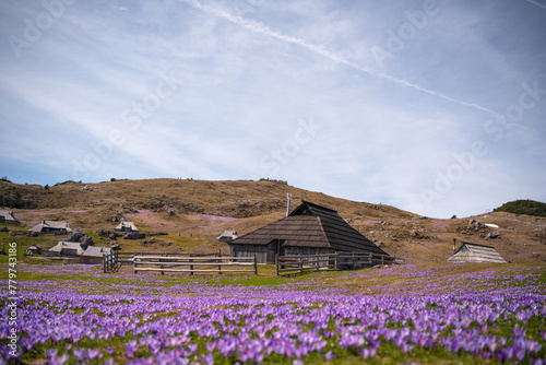 Velika Planina, Slovenia. Saffron glowering season in the meadows. Shepherd’s village, trip to the Slovenian Alps