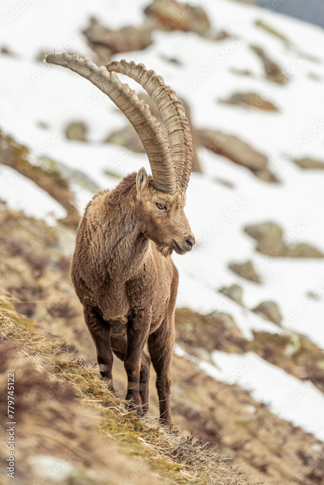 Large male alpine ibex (Capra ibex) with huge horns, standing in a steep grassland against snowy meadows background, Alps, Italy.