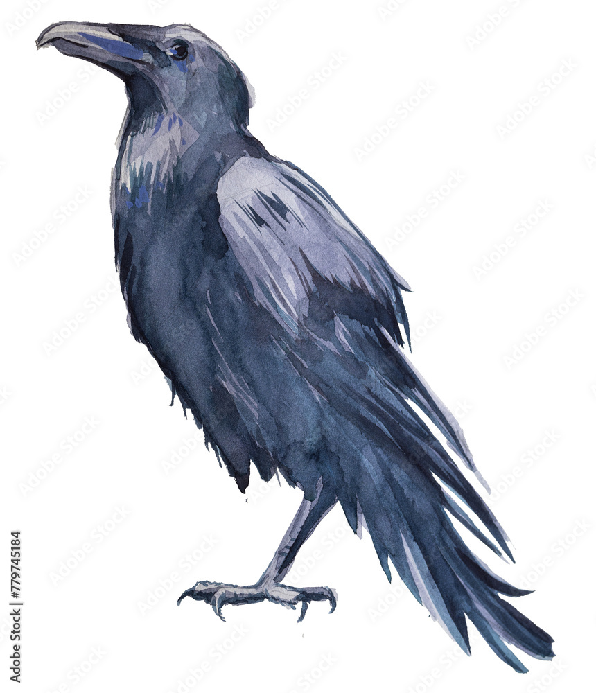 Fototapeta premium Beautiful watercolor raven silhouette illustration isolated on a white background. Hand painted crow design. Bird painting. Wild bird artwork.