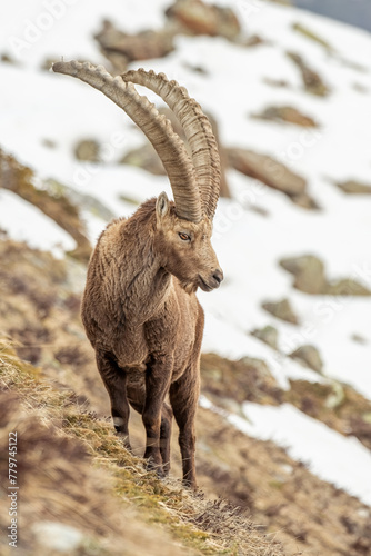Obraz na płótnie Large male alpine ibex (Capra ibex) with huge horns, standing in a steep grassland against snowy meadows background, Alps, Italy. w salonie
